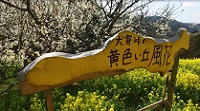 佐礼谷黄色い丘サムネイル画像