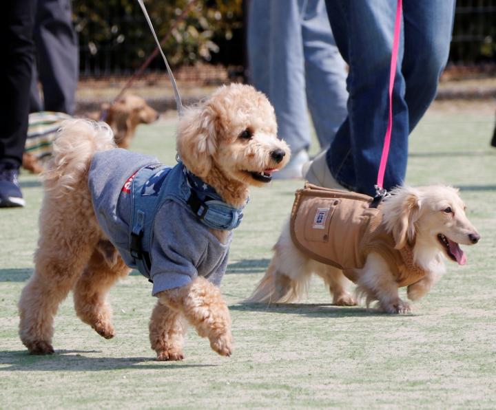 しおさい公園ドッグラン施設整備事業