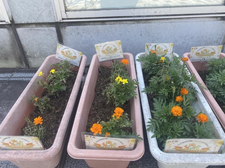 開花1