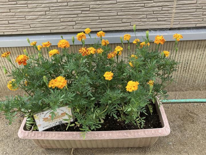 開花予防クラブ２