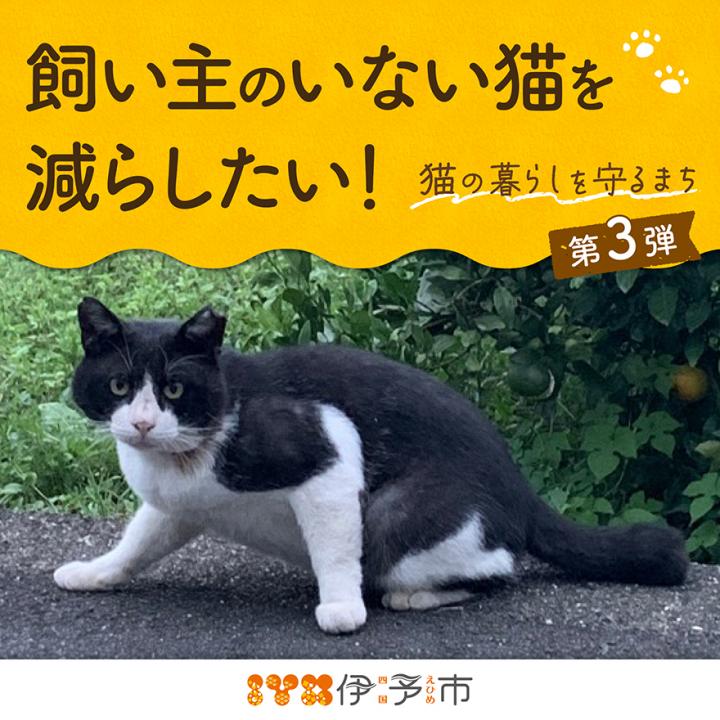 クラファン（ネコ）スマホ
