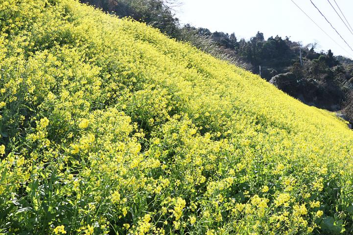 菜の花祭り