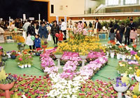 Flower Festival