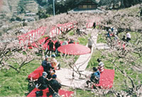 Terraced Rice Field Village – Urushi Plum Festival