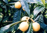 Karakawa Loquats