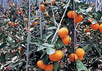 Satsuma Mandarins