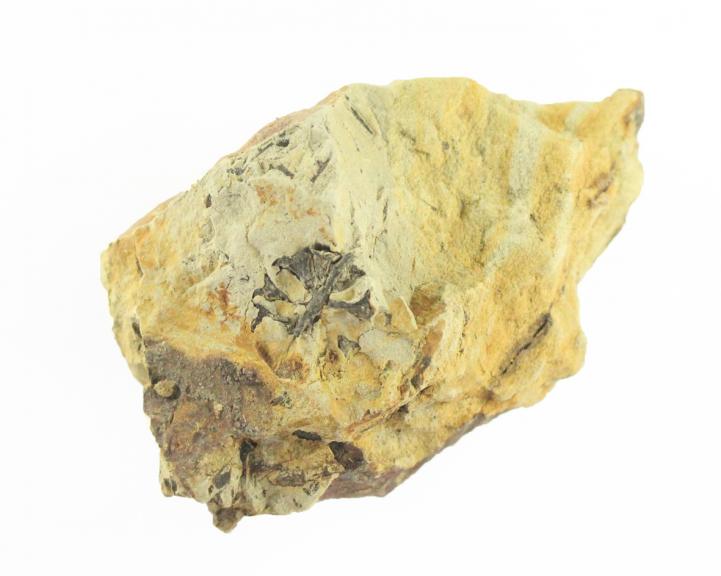 メタセコイア化石