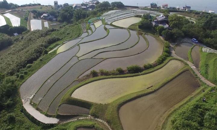 双海町本谷の棚田サムネイル画像