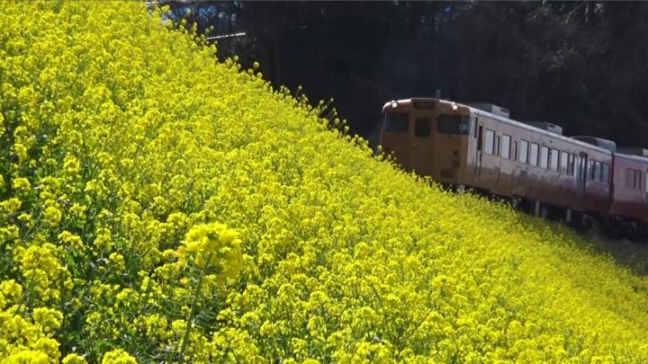 下灘閏住の菜の花サムネイル画像